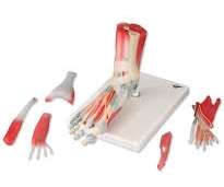 FOOT SKELETON MODEL WITH LIGAMENTS AND MUSCLES